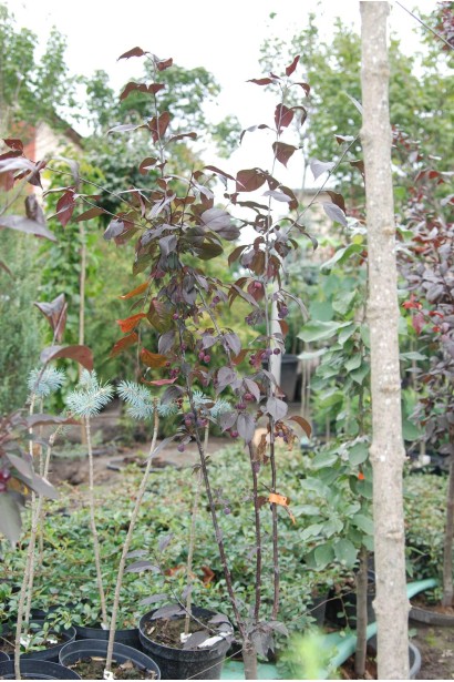 Prunus cerasifera Nigra