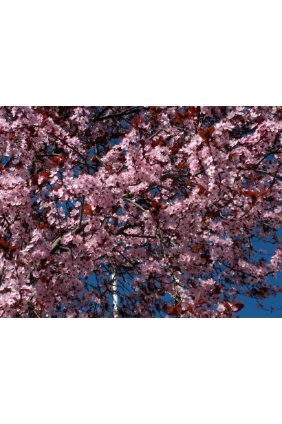 Слива розчепірена Нігра