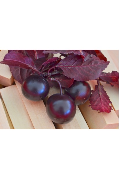 Prunus cerasifera Nigra – садова слива з фіолетовими листками