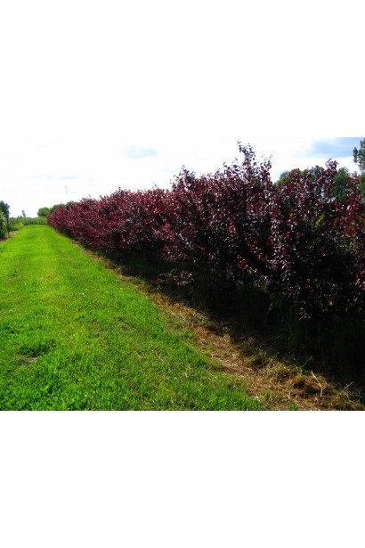 Сливи Нігра – декоративна рослина для саду