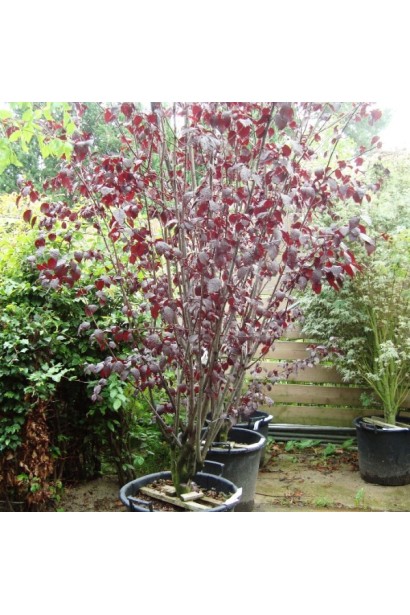 Слива розчепірена Нігра – декоративне дерево