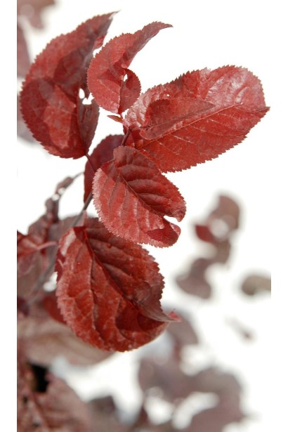 Слива розчепірена Нігра