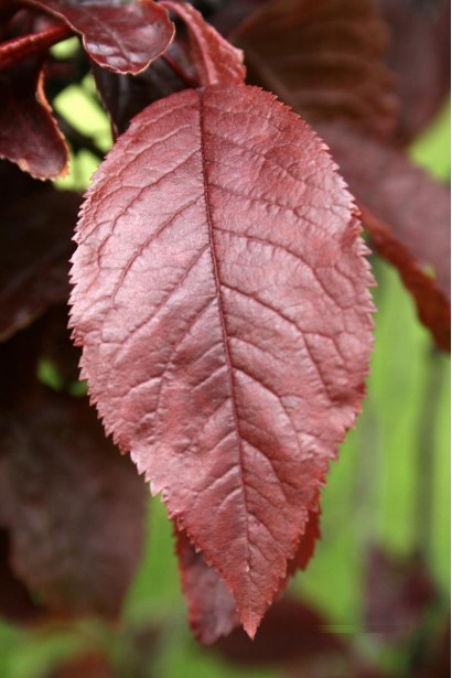 Листок сливи розчепіреної Нігра