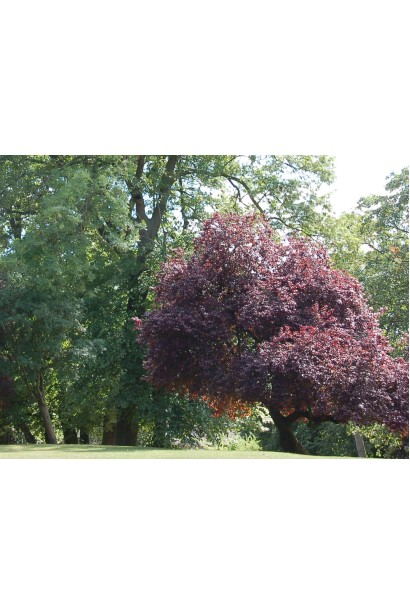 Prunus cerasifera Nigra – декоративне дерево для саду