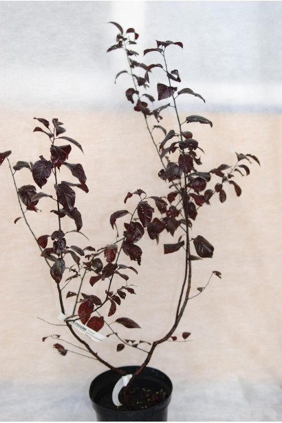 Слива розчепірена Нігра