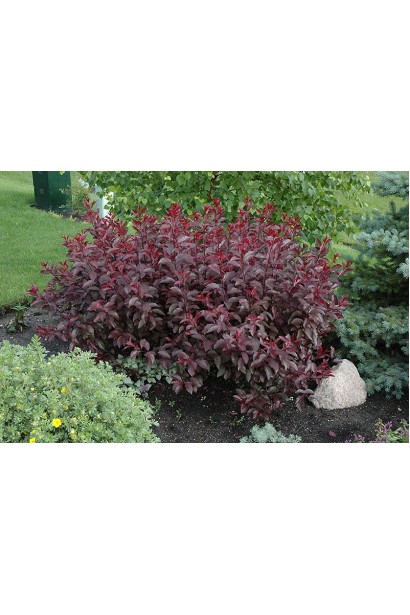 Слива цистена – декоративный пурпурный куст.