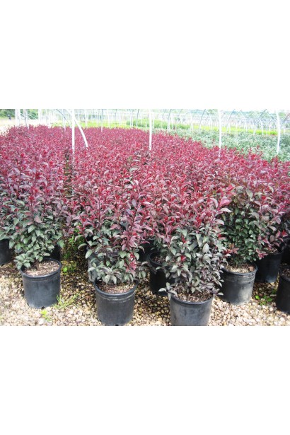 Слива цистена – компактный куст для сада.