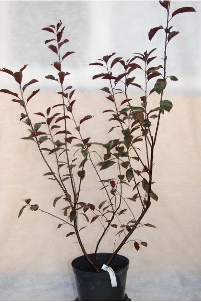 Слива цистена