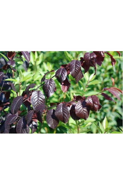 Слива цистена – насыщенно-пурпурный акцент в саду