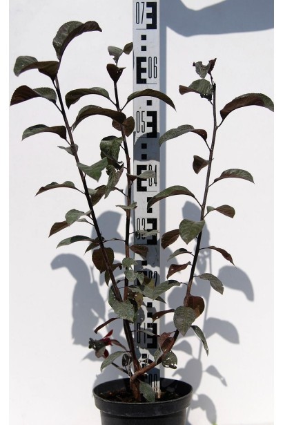 Саженец в контейнере сливы цистены