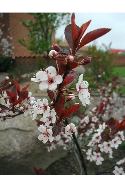 Prunus cistena – весеннее розовое цветение