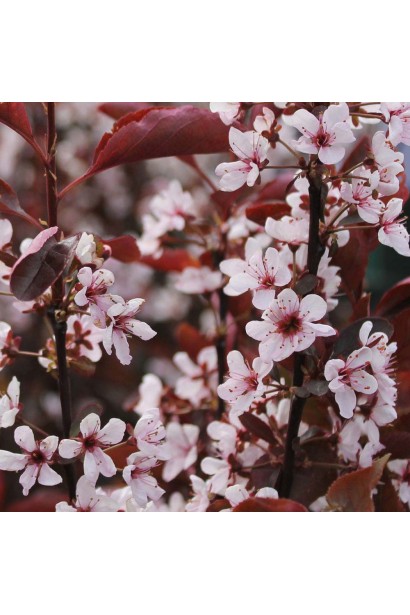 Prunus cistena – декоративный куст с нежным цветом