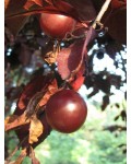 Слива цистена | Prunus cistena | Слива цистена