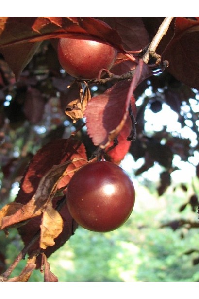 Ягоды сливы цистены