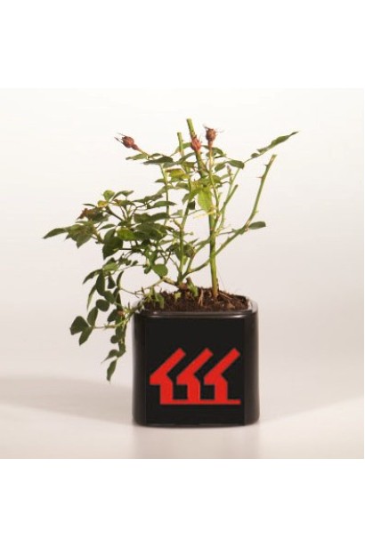 Rosa polyantha The Fairy