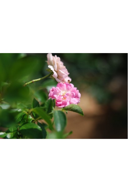 Троянда поліантова Фейрі