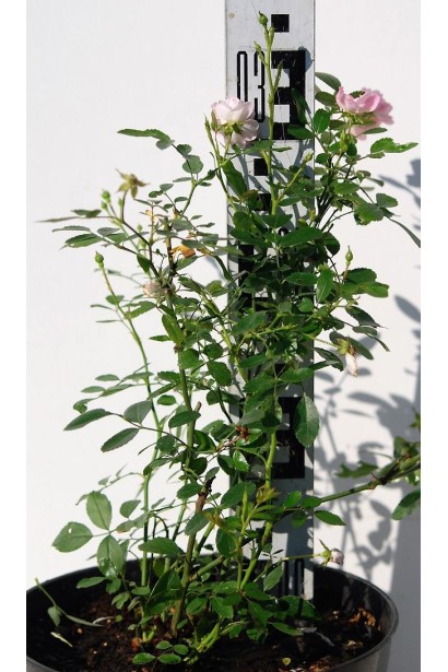 Троянда поліантова Фейрі - 3л/вис.30-35см/Ø20-30см