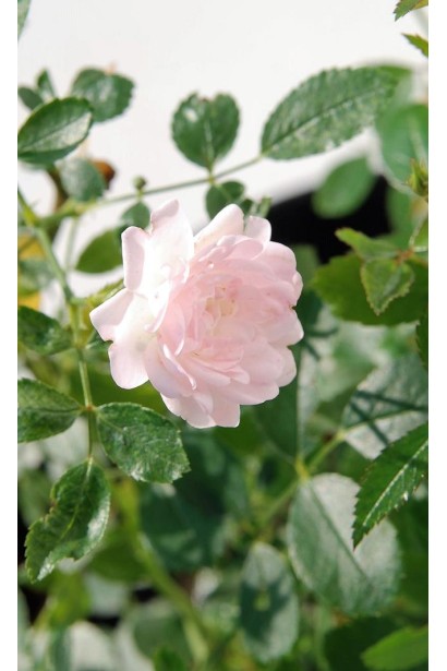 Rosa polyantha The Fairy