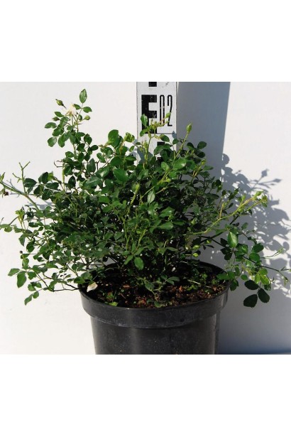 Саджанець Троянда Фейрі