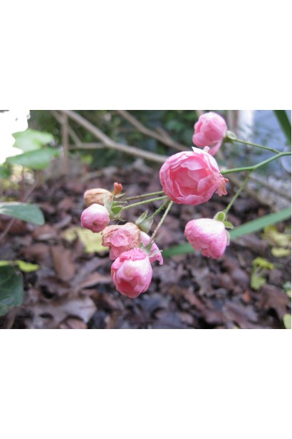 Троянда Фейрі - весняний цвіт