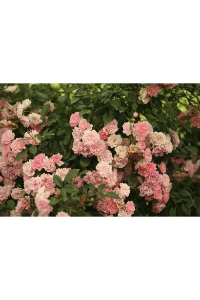 Троянда Фейрі - ніжно-рожеві квіти