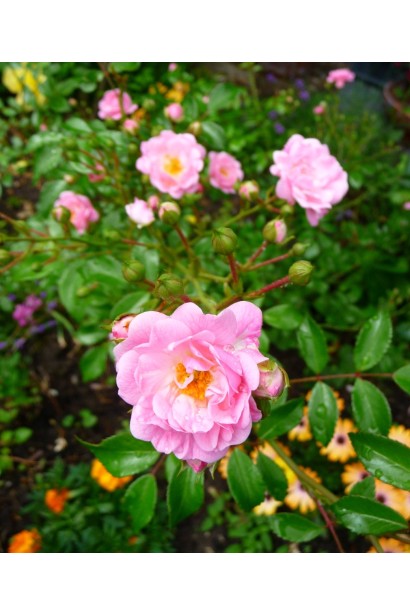 Троянда Фейрі - барвисте рішення для саду