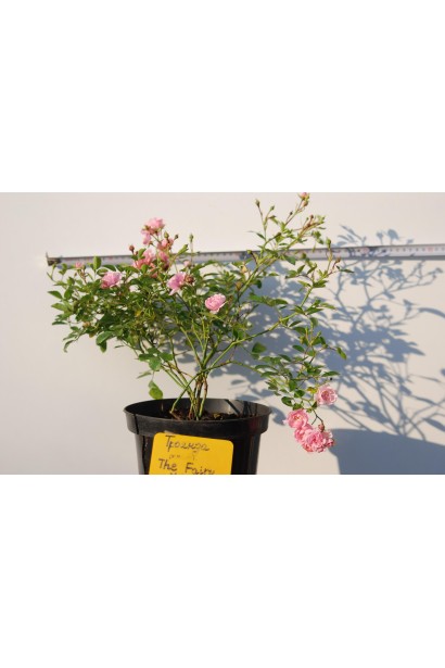 Rosa polyantha The Fairy