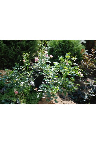 Троянда поліантова Фейрі