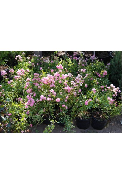 Троянда Фейрі - весняна насолода