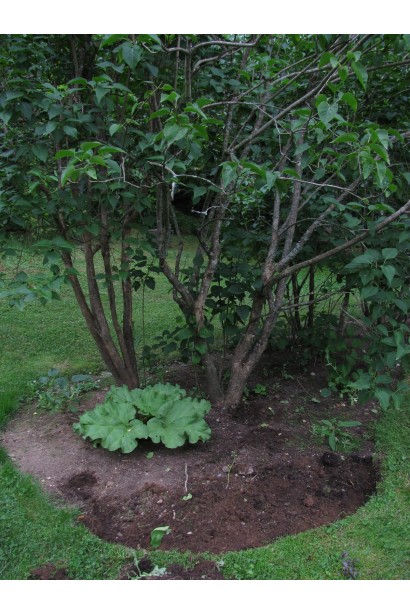 Бузок звичайний Чарльз Джолі