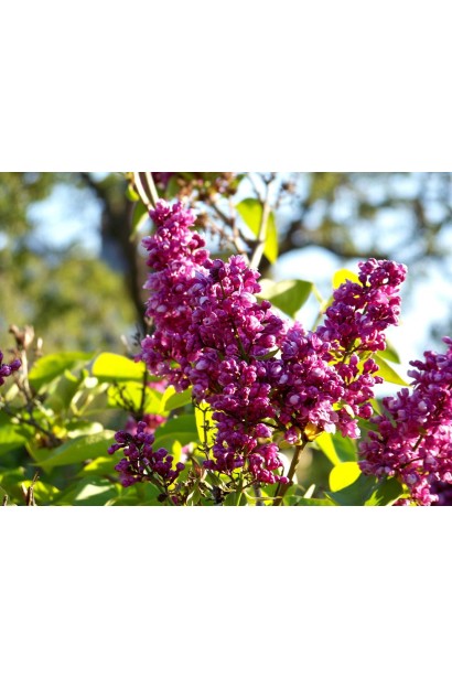 Червоний бузок Charles Joly