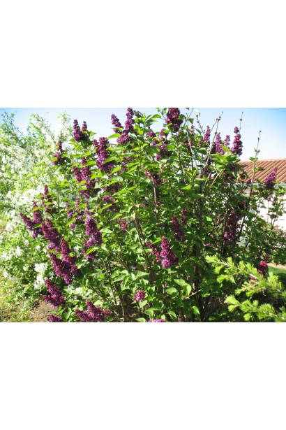 Бузок звичайний на клумбі