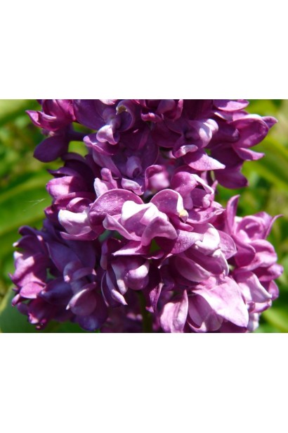 Пишні квіти бузка Чарльз Джолі