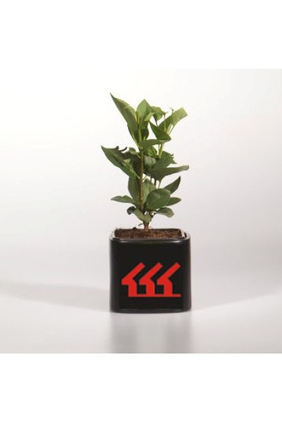 Syringa vulgaris Charles Joly