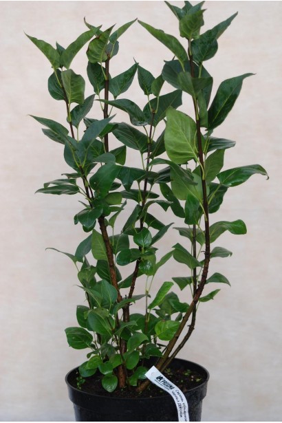 Саджанець бузку Чарльз Джолі 