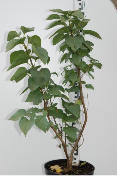 Бузок звичайний Чарльз Джолі