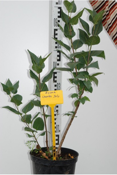 Бузок звичайний Чарльз Джолі - 5л/вис.70см/Ø30-40см