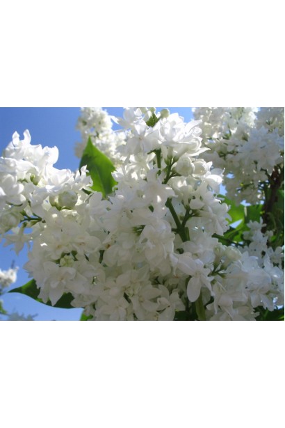 Бузок Мадам Лемуан з білими квітами