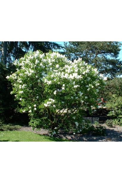 Бузок Мадам Лемуан в саду