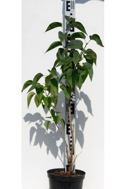 Бузок звичайний Мадам Лемуан