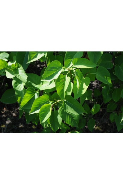 Бузок ’President Lincoln’ у саду