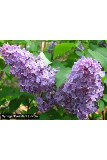 Насичені сині квіти бузку