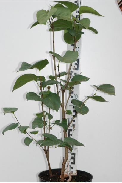 Бузок звичайний ’Президент Лінкольн’