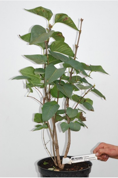 Саджанець Бузку звичайного 'Президент Лінкольн'