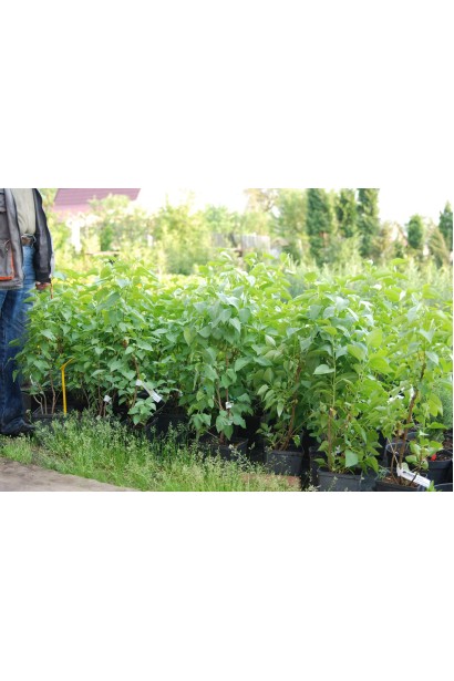 Syringa vulgaris ’President Lincoln’