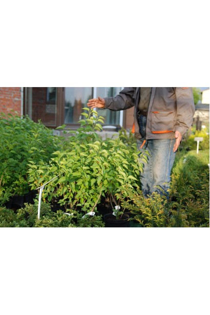 Кущ бузка ’Президент Лінкольн’