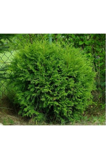 Компактна туя Літл Чемпіон для невеликих садів.