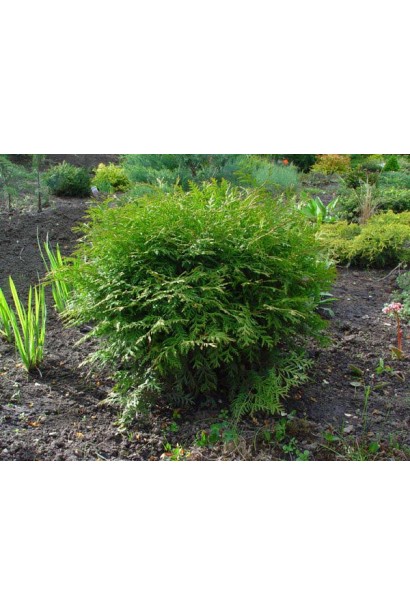 Маленька туя Літл Чемпіон для ландшафтного дизайну.