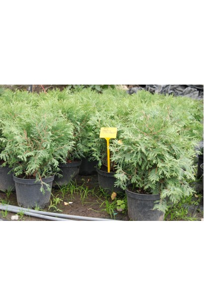 Туя західна Літл Чемпіон