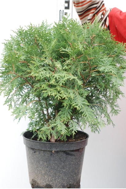 Туя західна Літл Чемпіон в контейнері